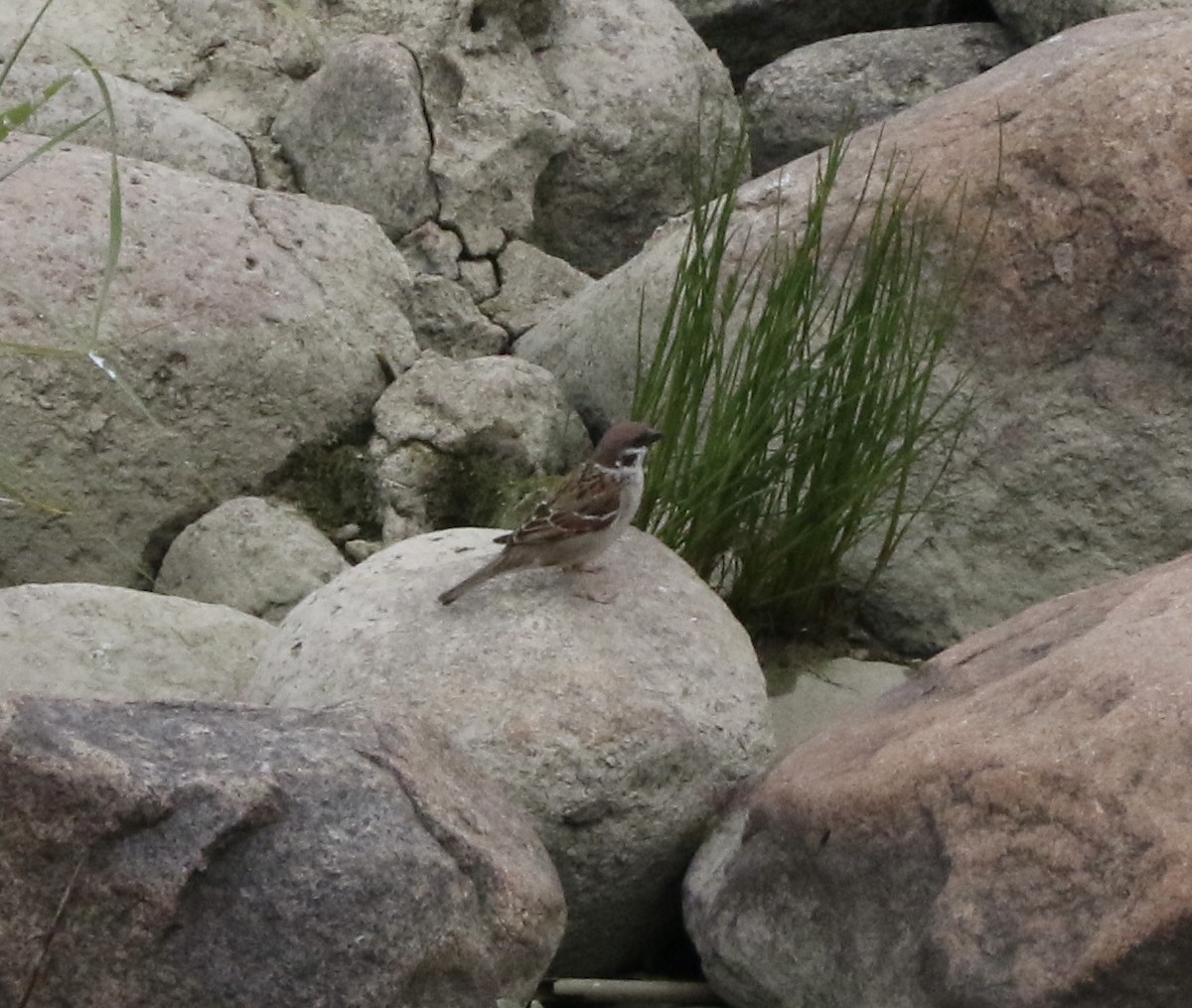 Eurasian Tree Sparrow - ML527552441