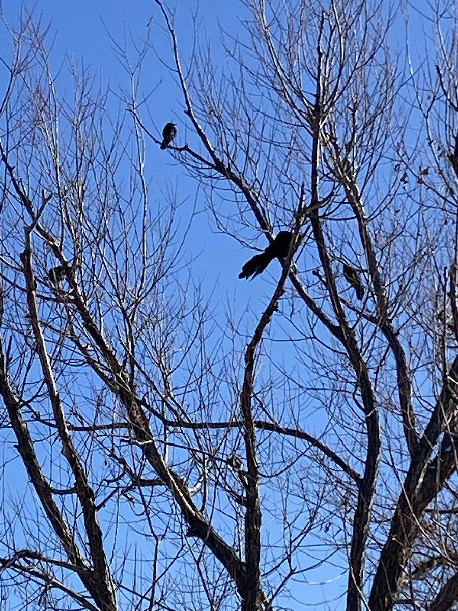 Great-tailed Grackle - Sue Lutz