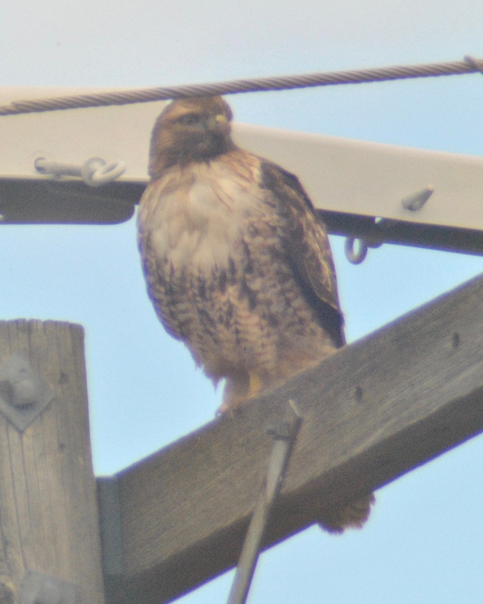 Red-tailed Hawk (calurus/alascensis) - Sean Cozart