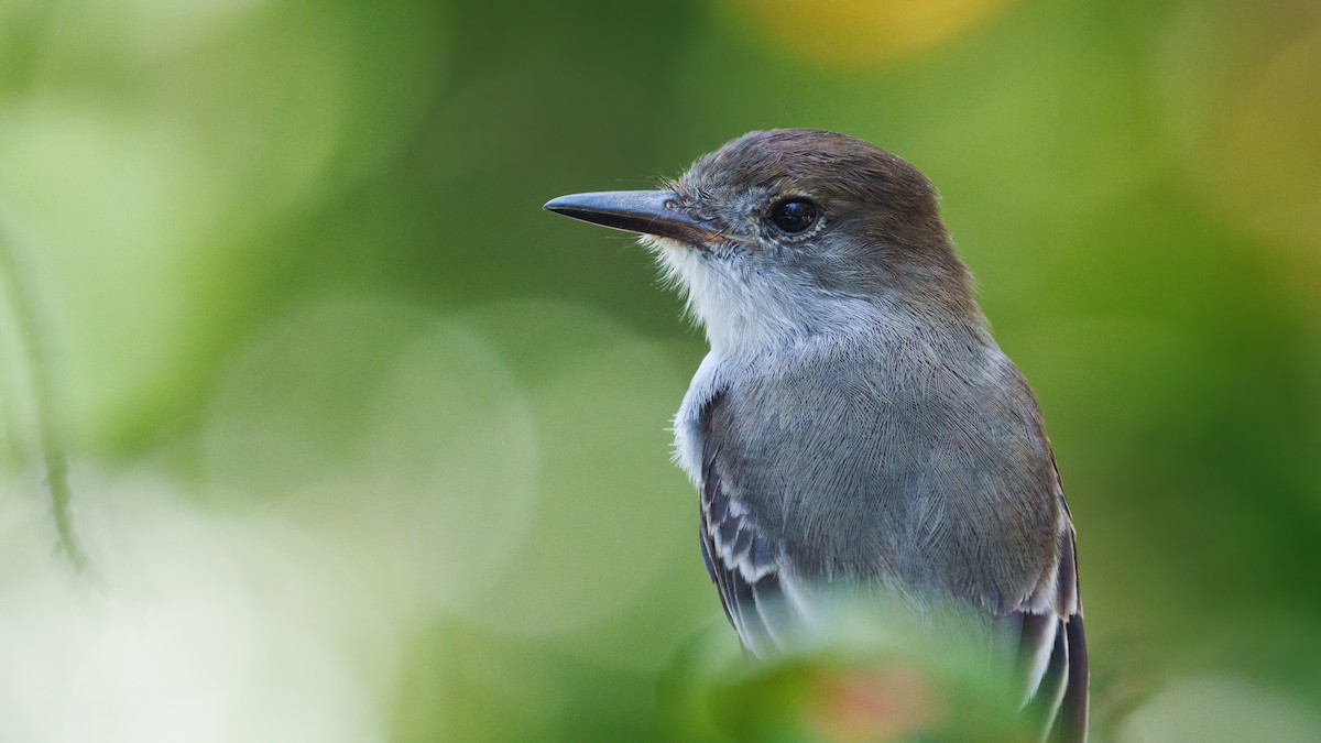 La Sagra's Flycatcher - ML527553981