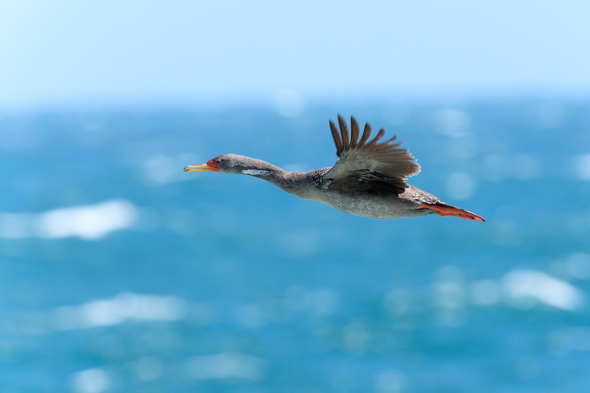 Red-legged Cormorant - ML527554121