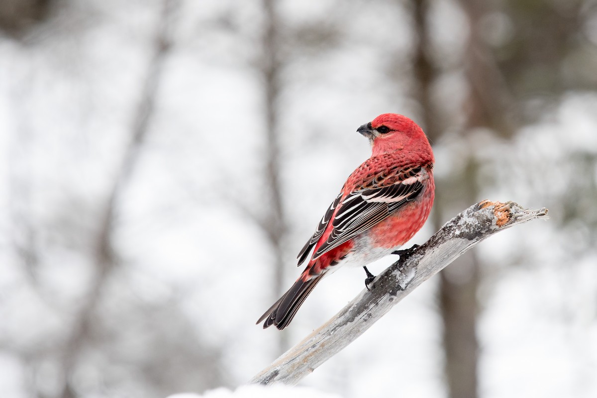 Pine Grosbeak - ML527554161