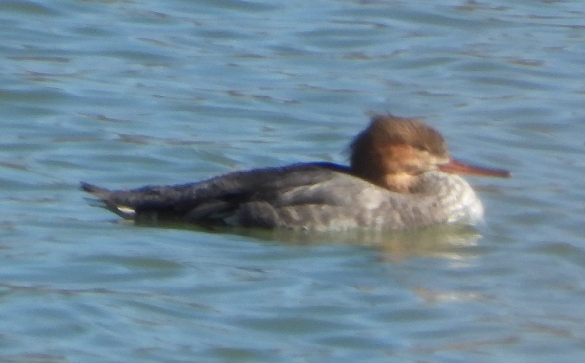 Red-breasted Merganser - ML527554711