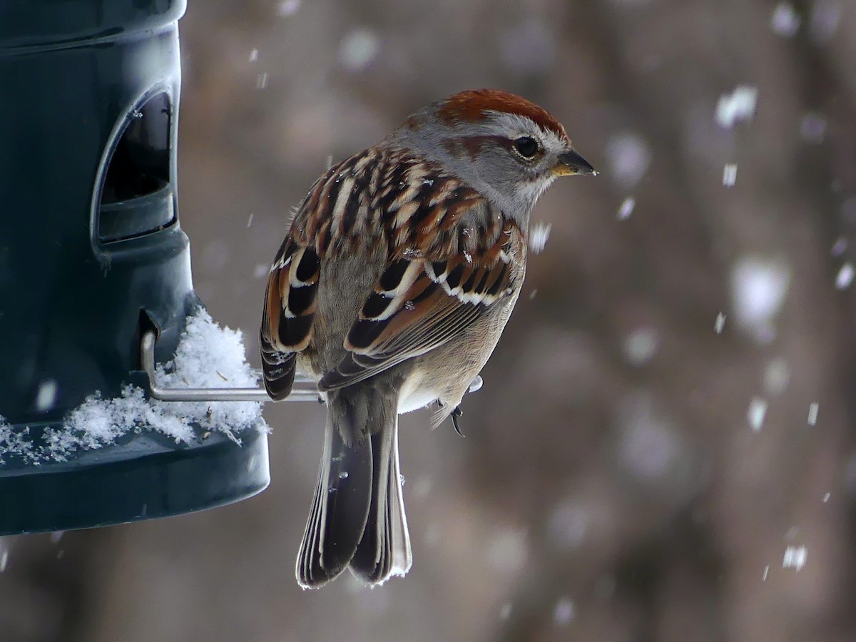 American Tree Sparrow - ML527555261