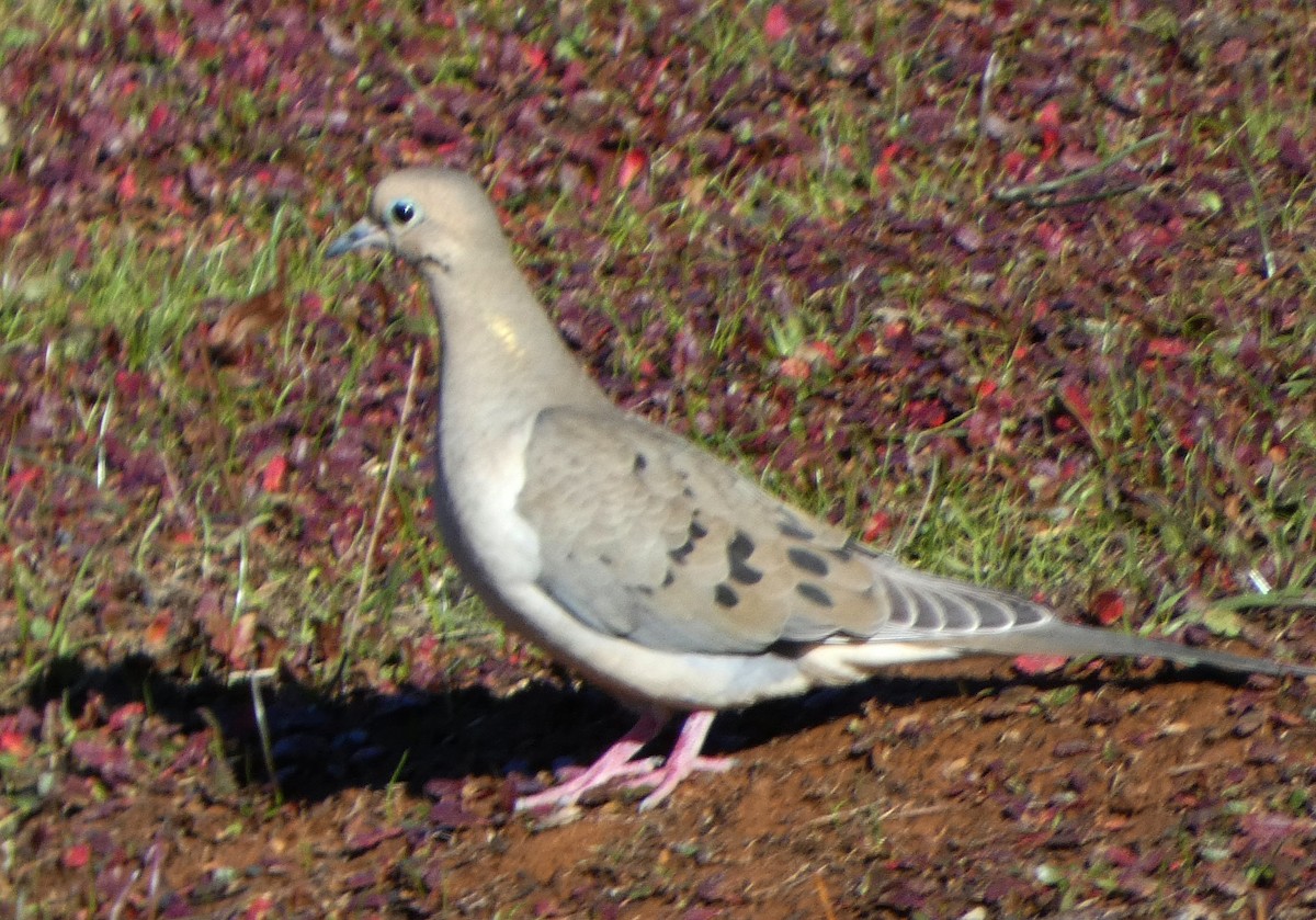 Mourning Dove - ML527555591