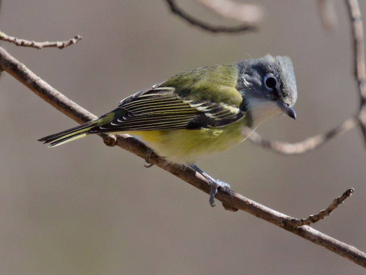 Blue-headed Vireo - Edward Plumer