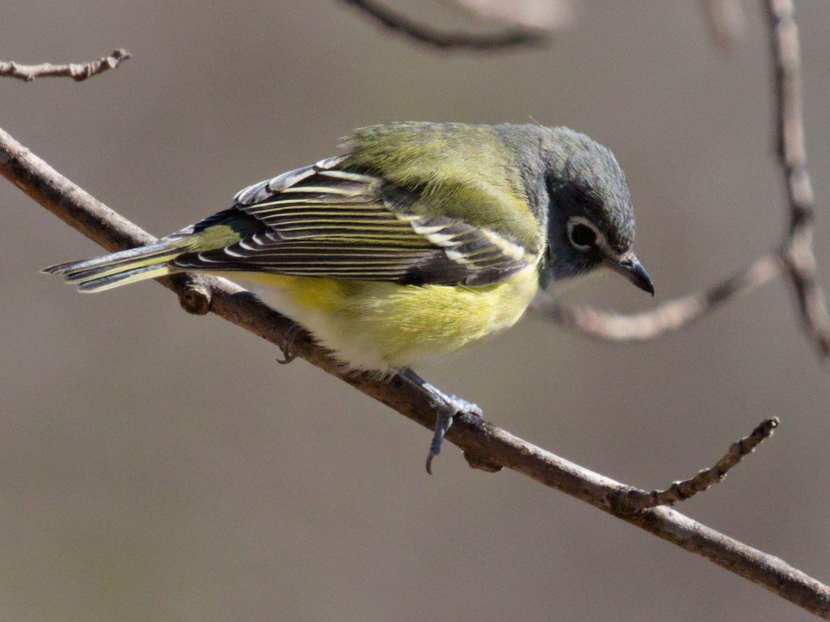 Blue-headed Vireo - ML527556691