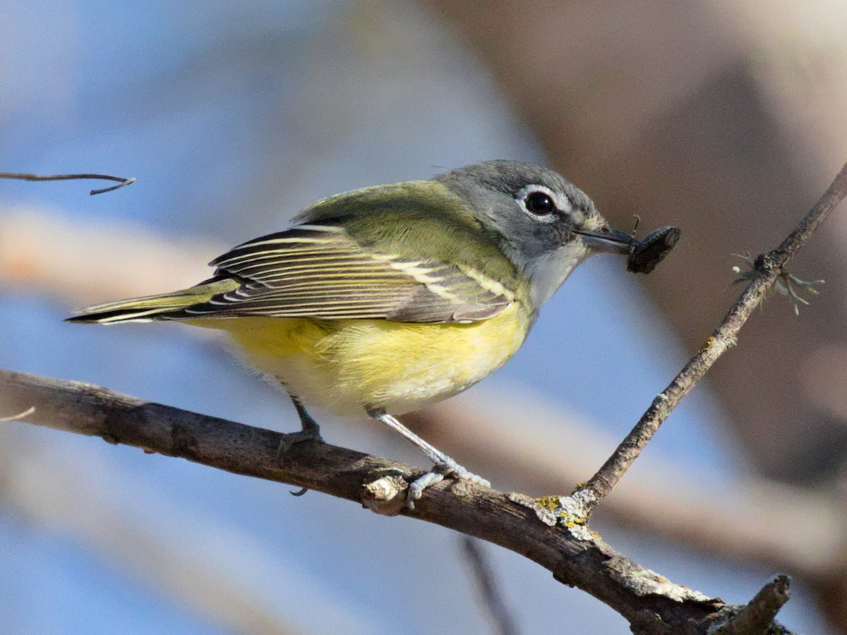 Blue-headed Vireo - ML527556701