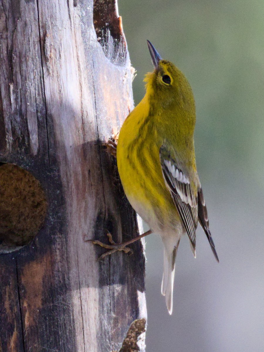 Pine Warbler - Edward Plumer