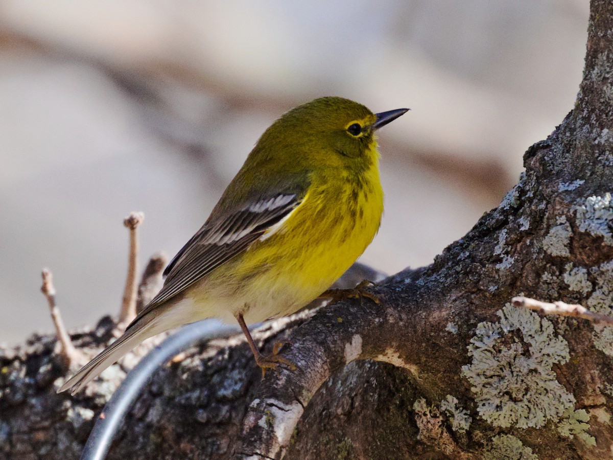 Pine Warbler - ML527557011
