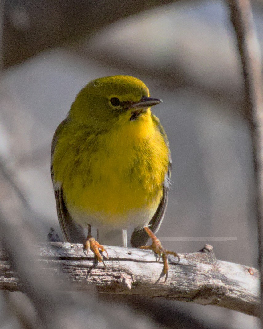 Pine Warbler - Edward Plumer