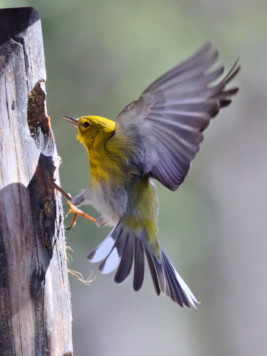 Pine Warbler - ML527557761