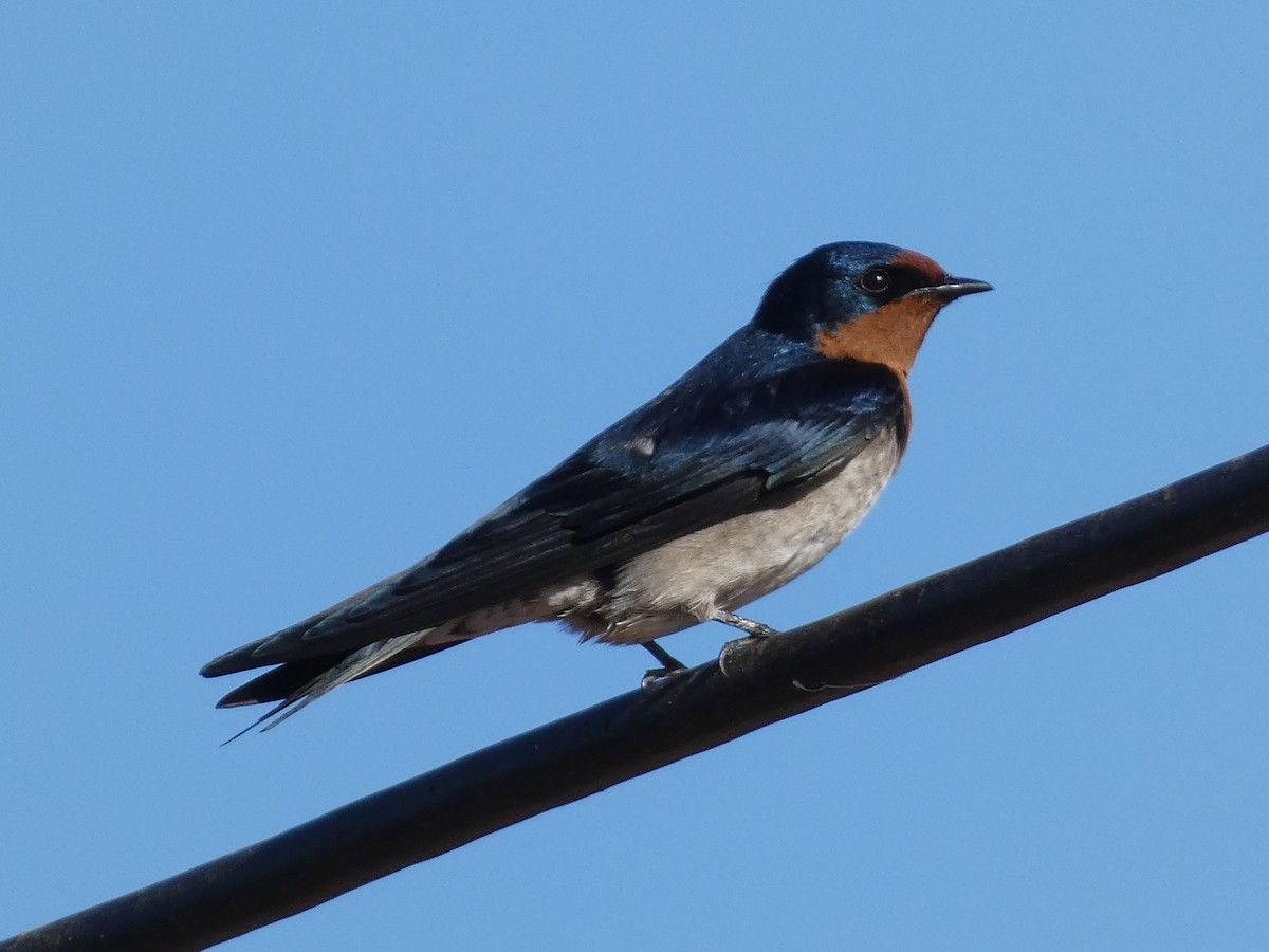 Angola Swallow - ML527557771