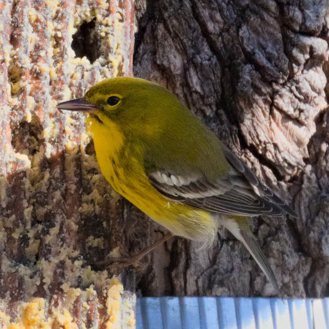 Pine Warbler - ML527557821