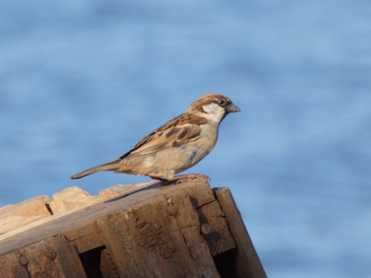 House Sparrow - ML527557851