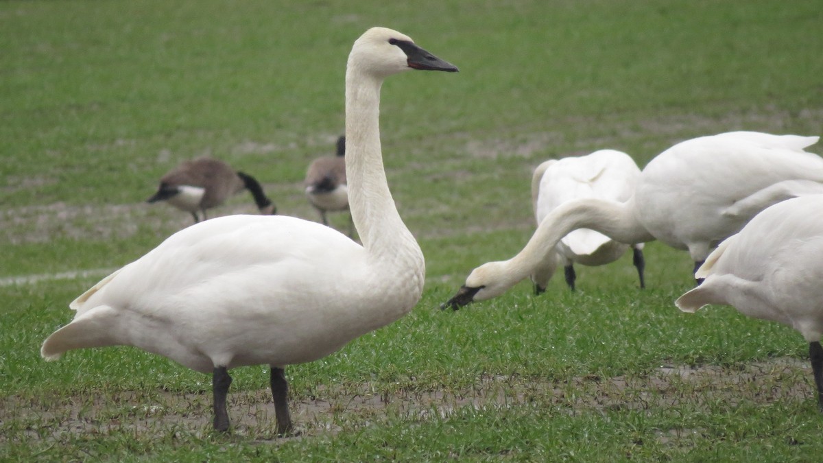 Trumpeter Swan - ML527558211