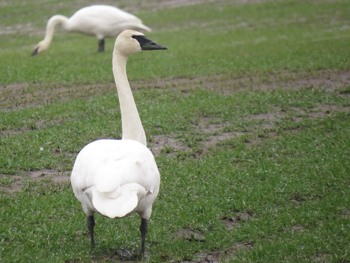 Trumpeter Swan - ML527558221