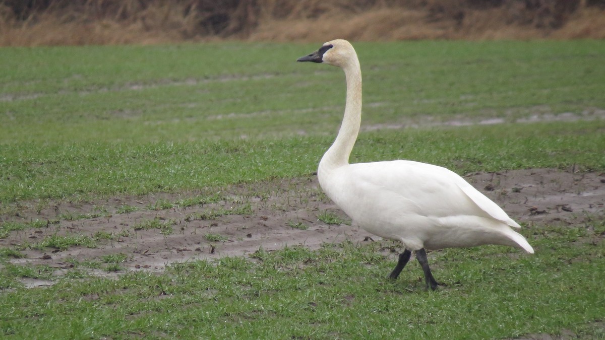 Trumpeter Swan - ML527558231