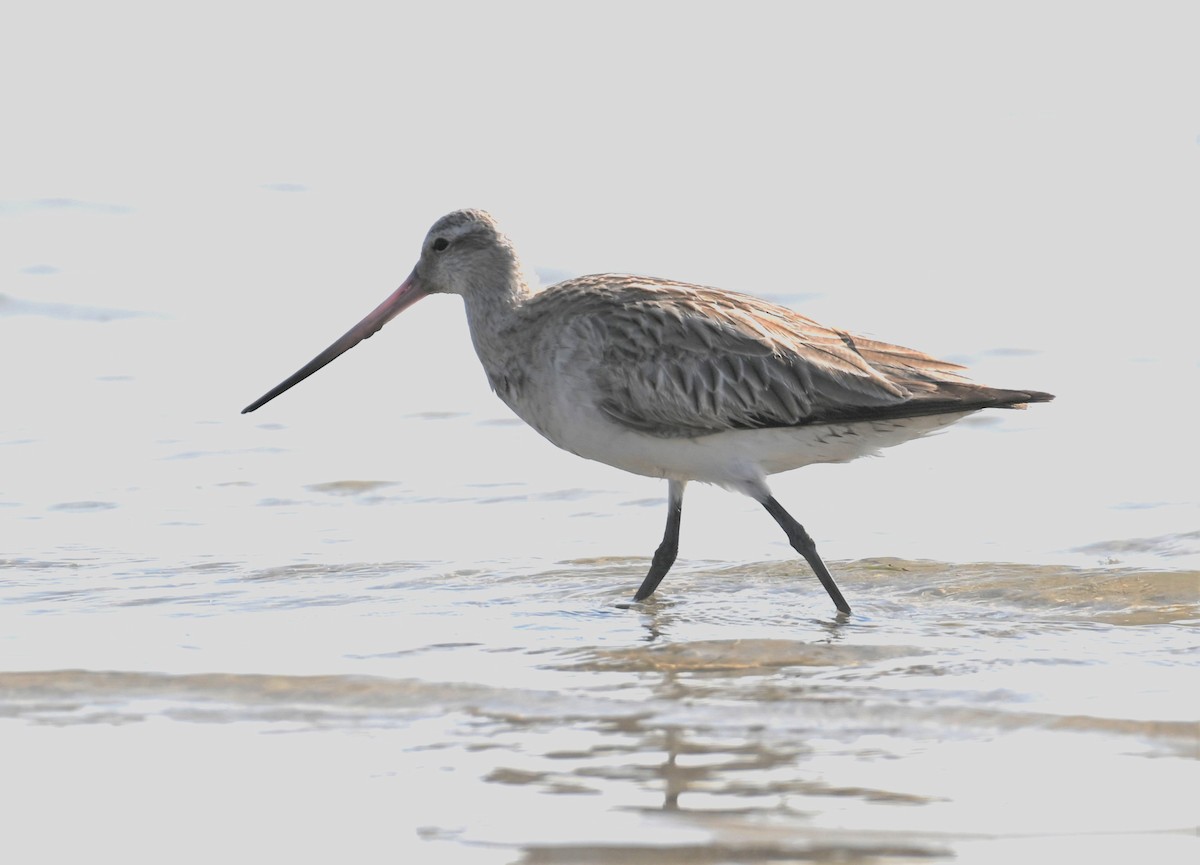 Bar-tailed Godwit - ML527558401