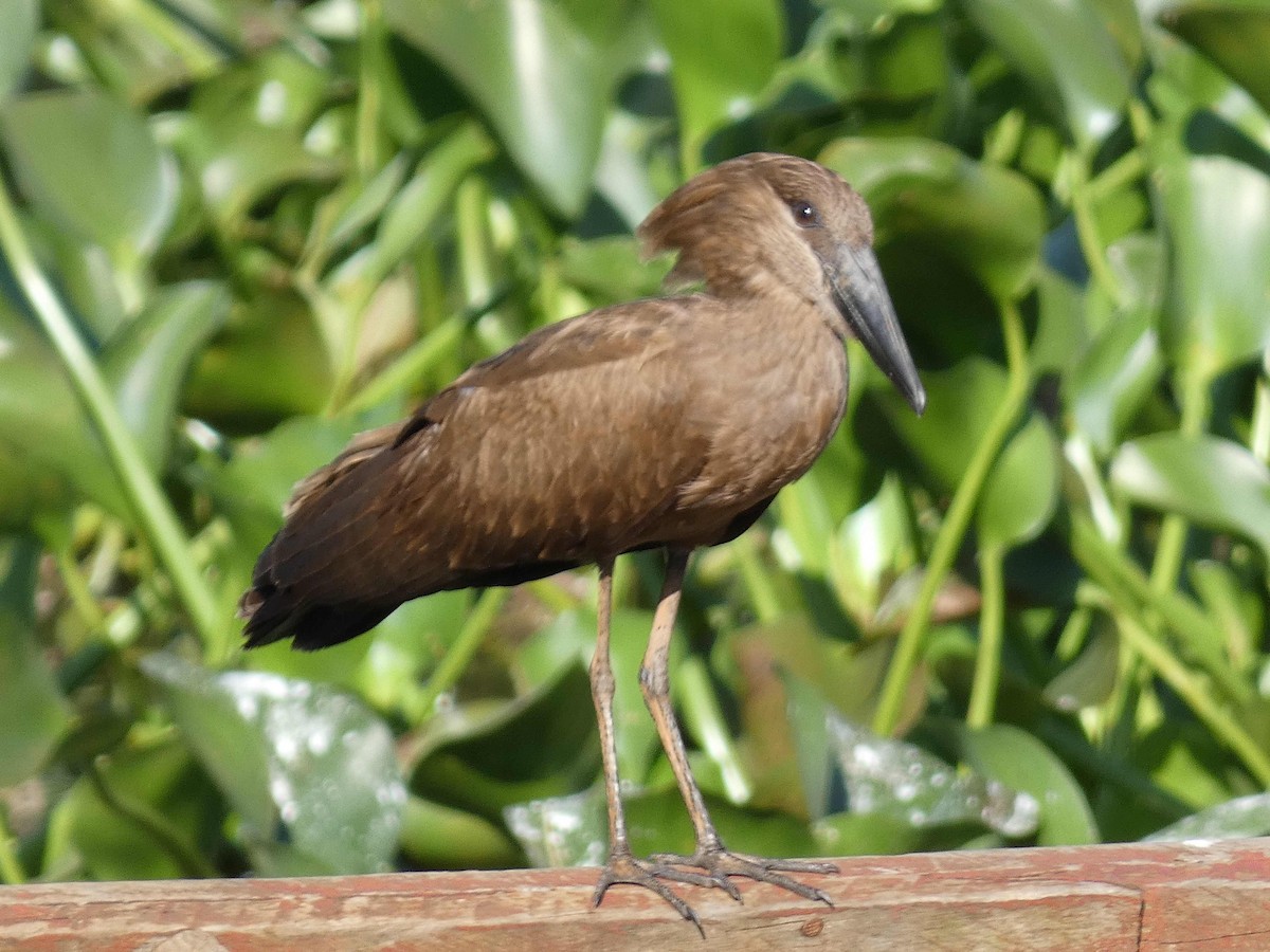 Hamerkop - ML527558681