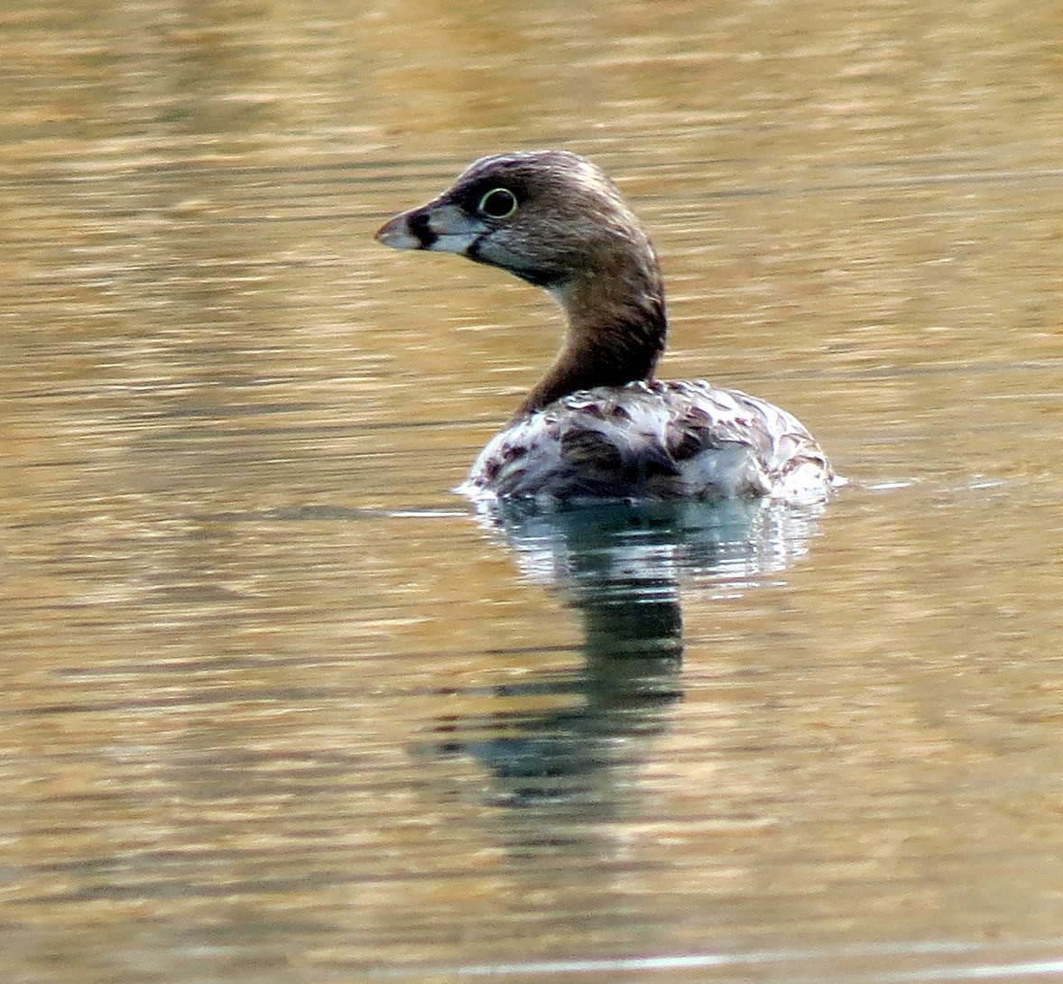 Pied-billed Grebe - ML52755961