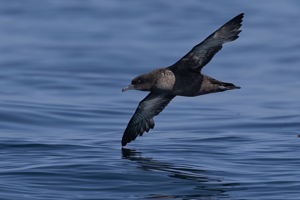 Sooty Shearwater - ML527560811