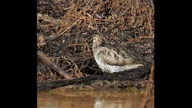 Wilson's Snipe - ML527561771