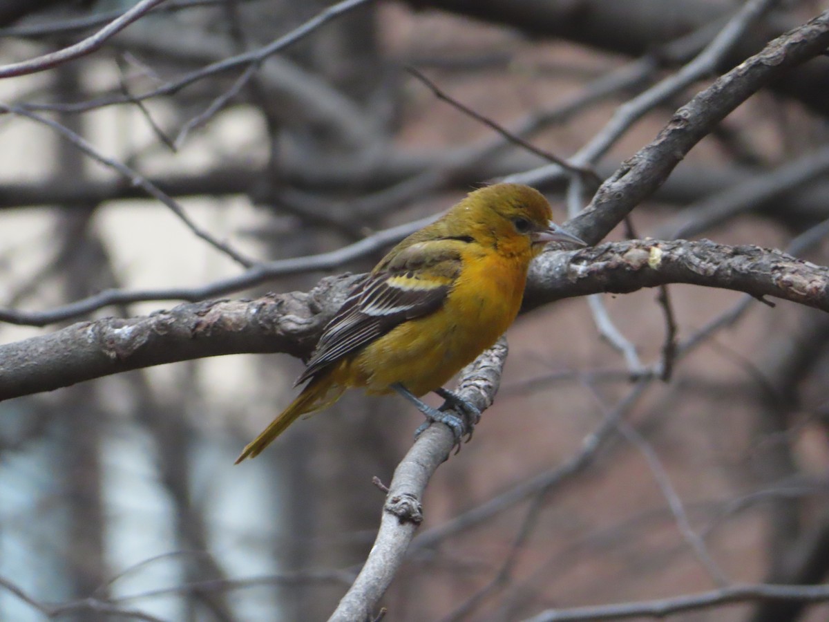 Baltimore Oriole - ML527562291