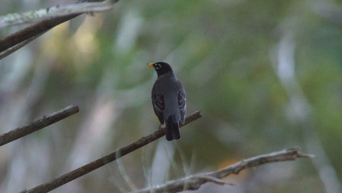 American Robin - ML527562501