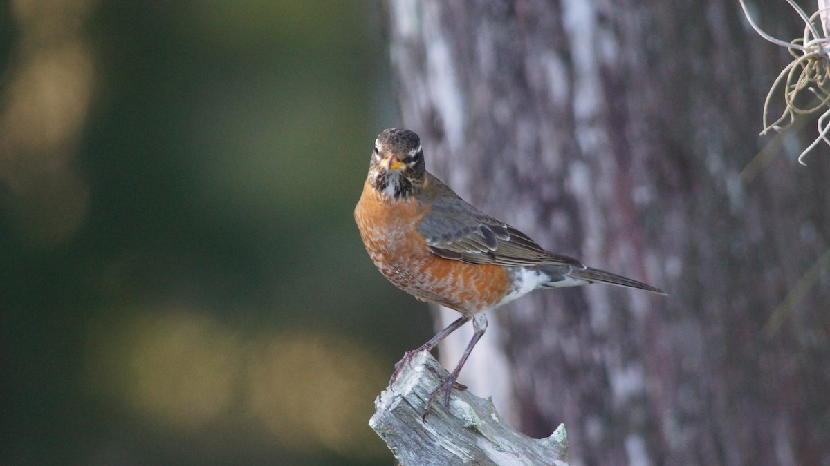 American Robin - ML527562511