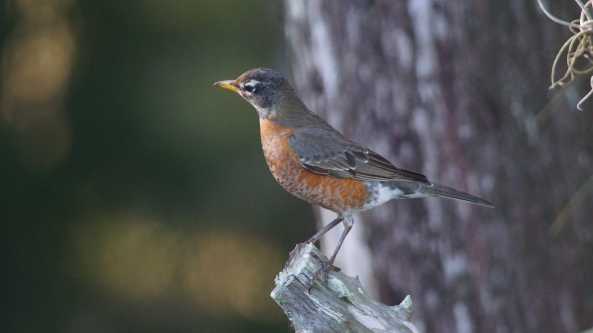 American Robin - ML527562521