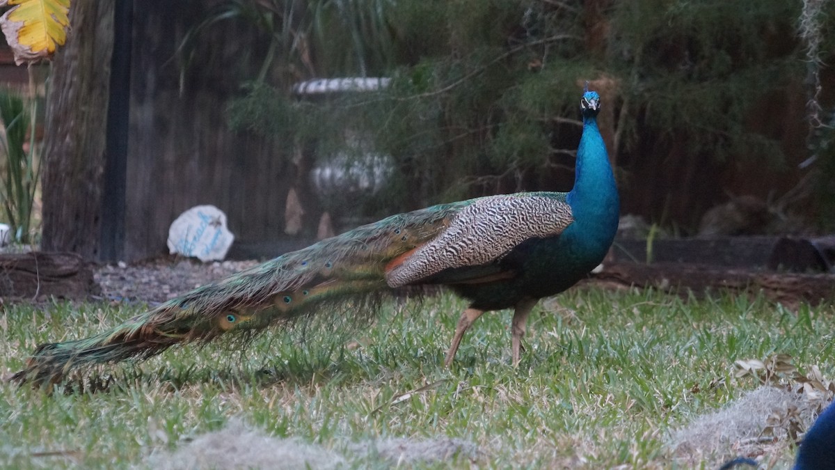 Indian Peafowl - ML527563671