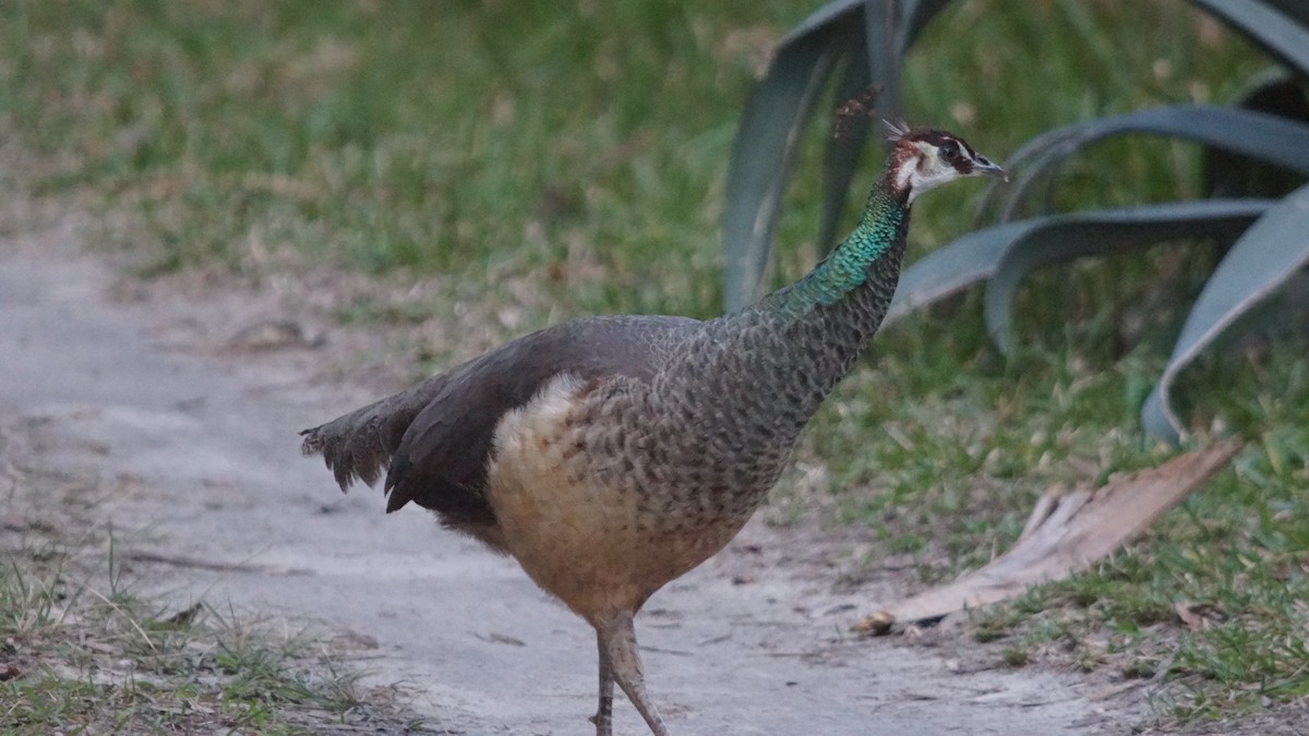 Indian Peafowl - ML527563681