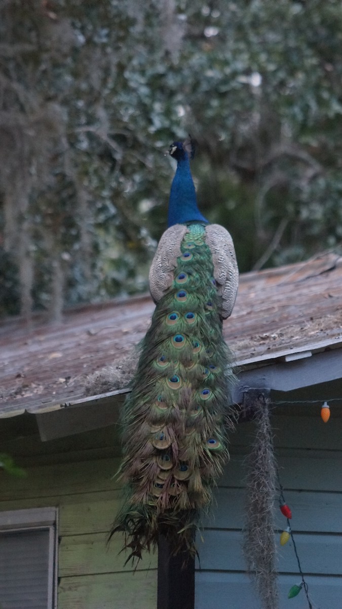 Indian Peafowl - ML527563691