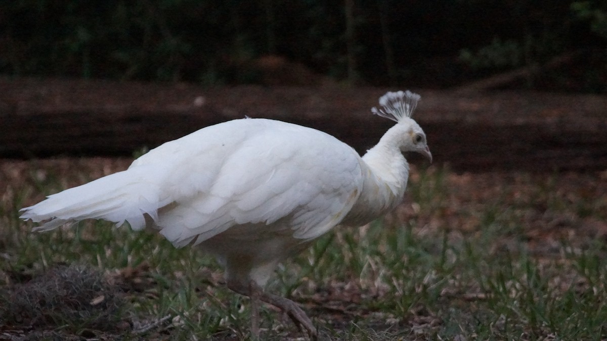 Indian Peafowl - ML527563701