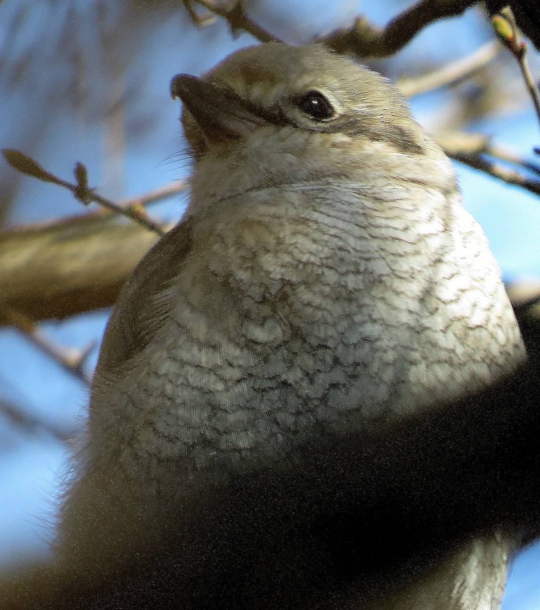 Northern Shrike - ML52756381