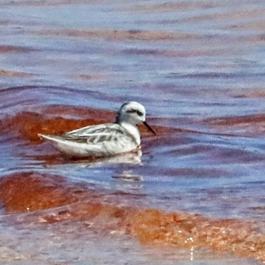 Phalarope à bec étroit - ML527564161