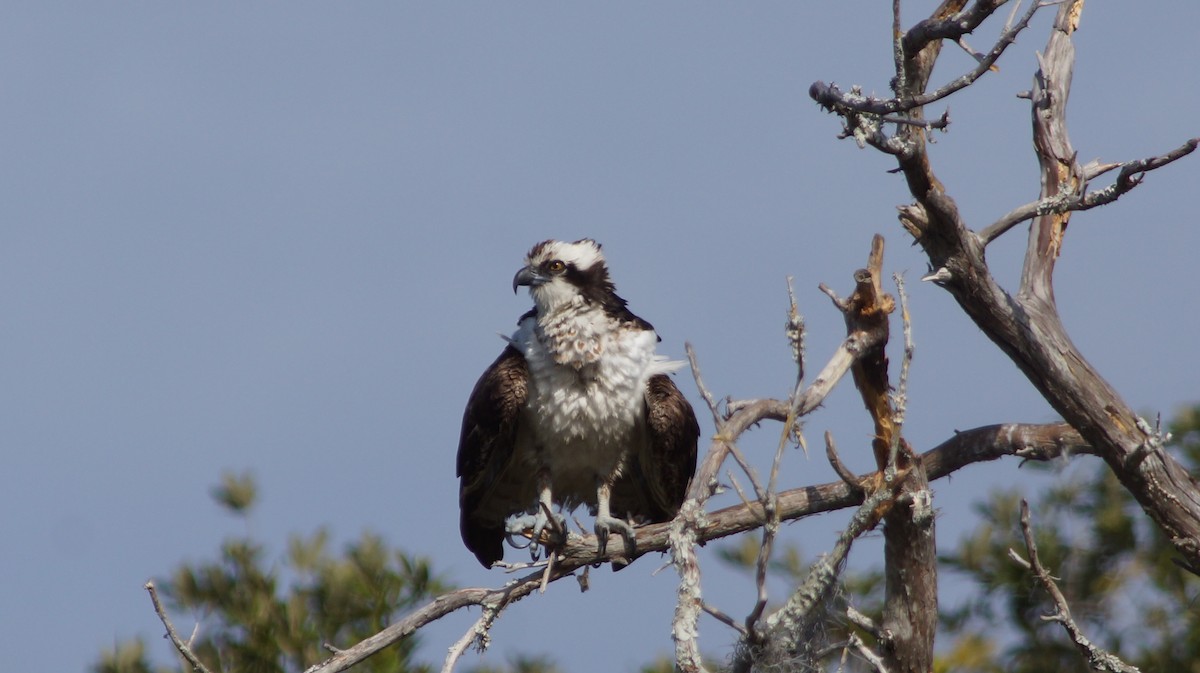 Osprey - ML527564341