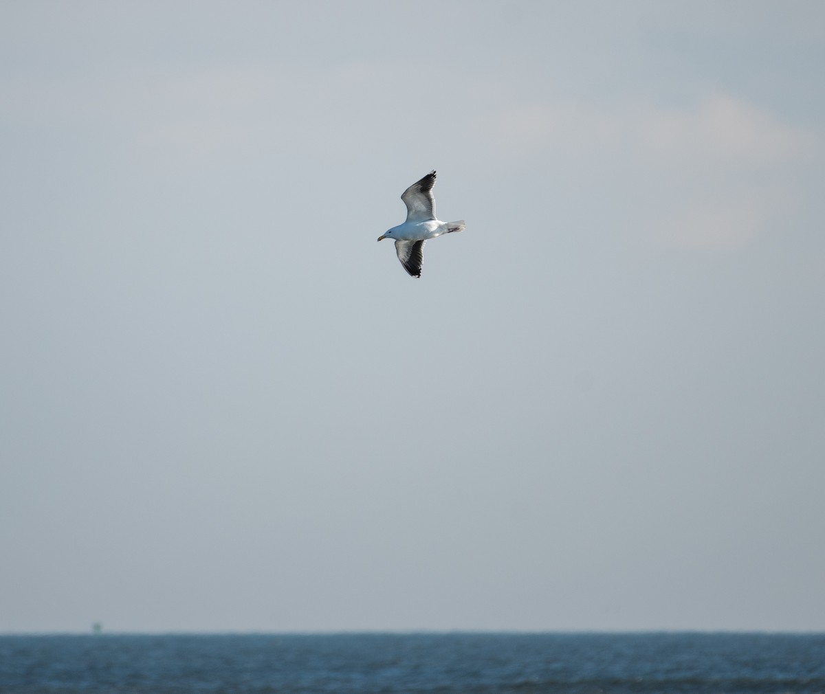 Great Black-backed Gull - Neil DeMaster