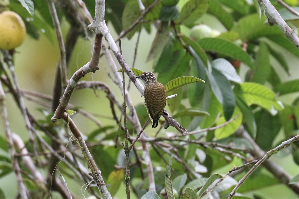 Lafresnaye's Piculet - ML527567151