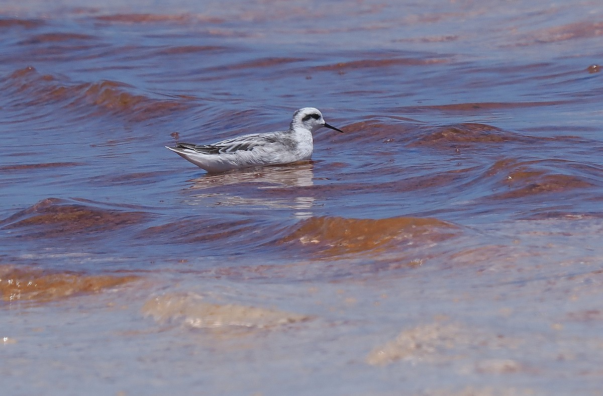 svømmesnipe - ML527567671