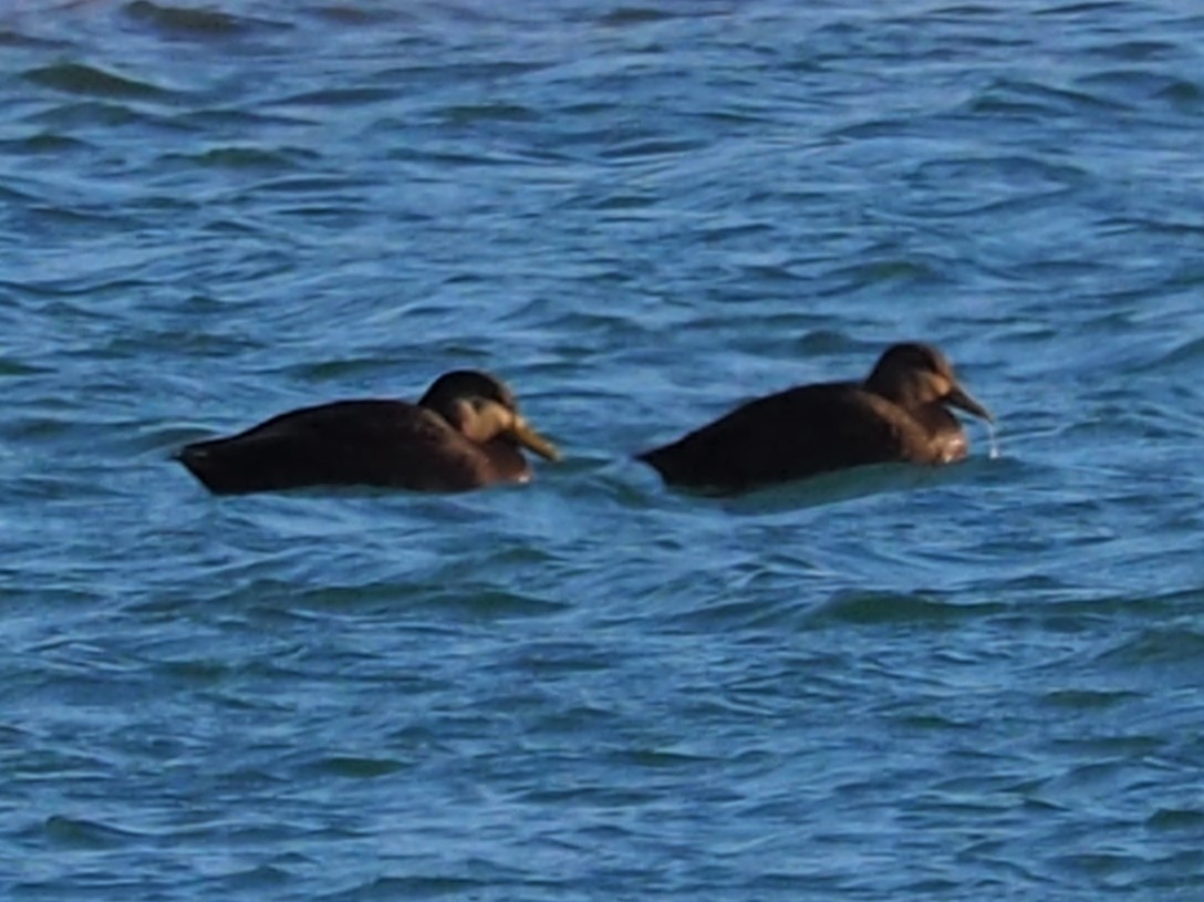 American Black Duck - ML527567781