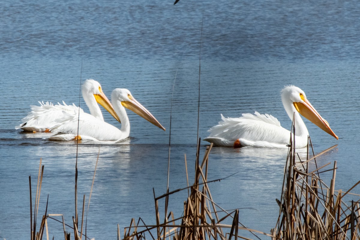 American White Pelican - Mike Winck