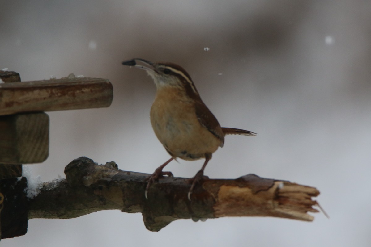 Carolina Wren - ML527571461