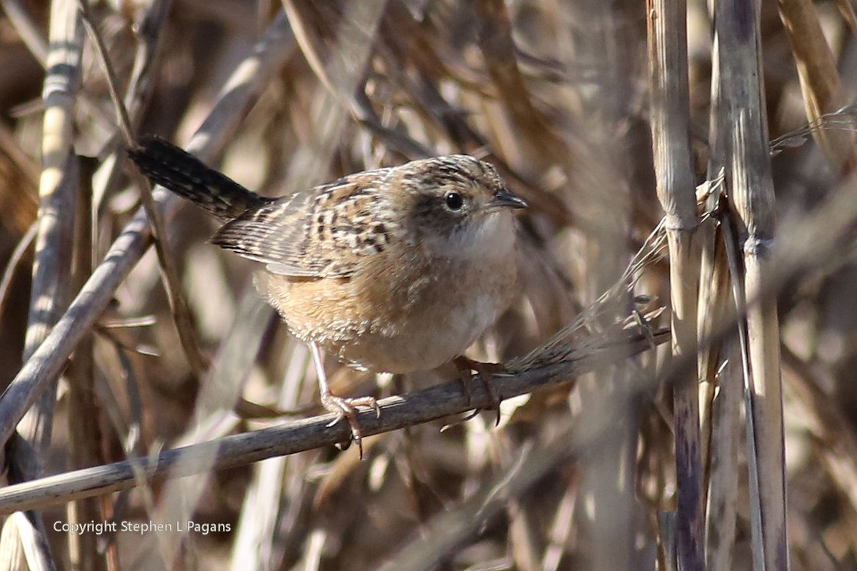 Sedge Wren - ML527572791