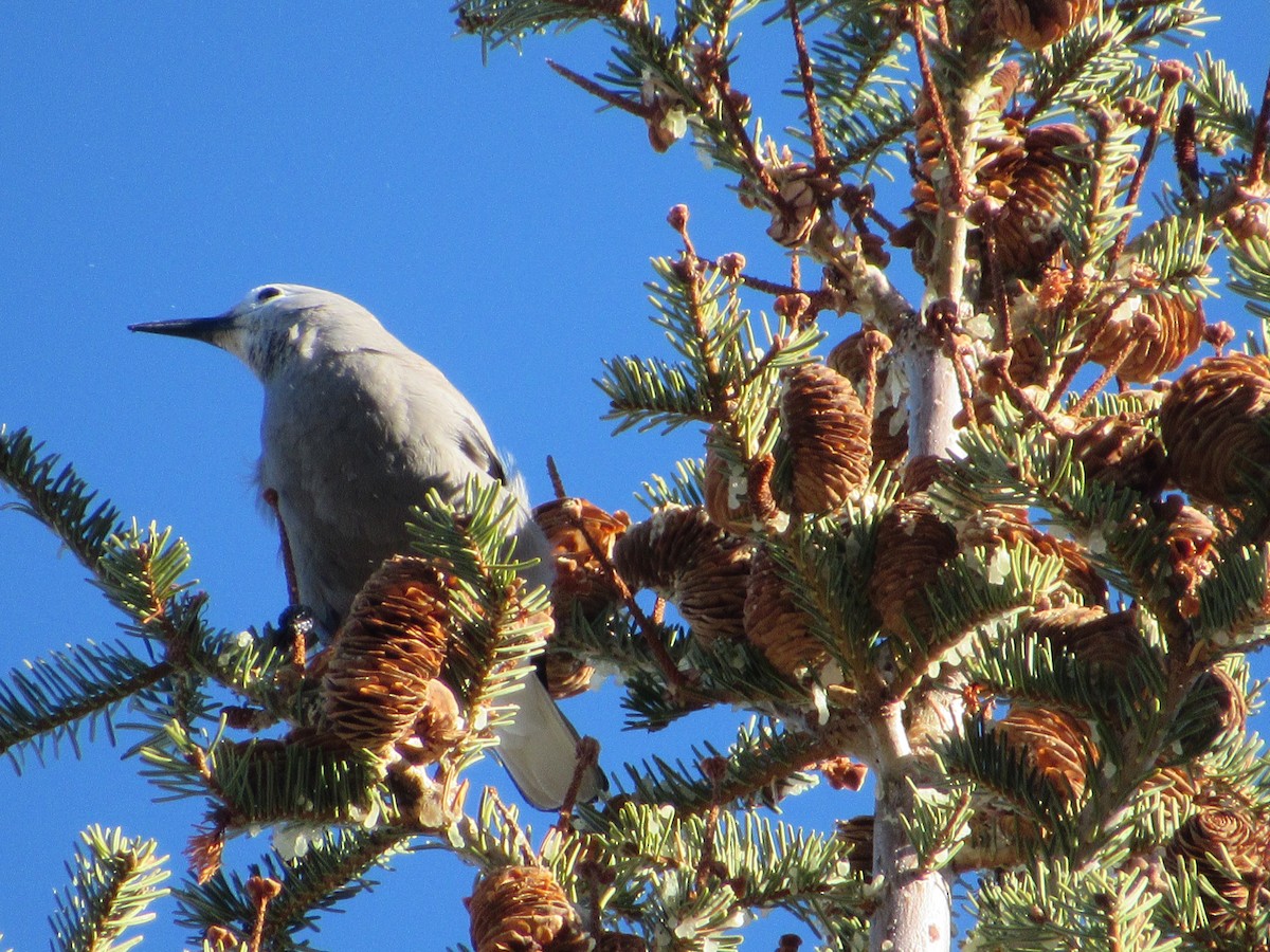 Clark's Nutcracker - ML527574991