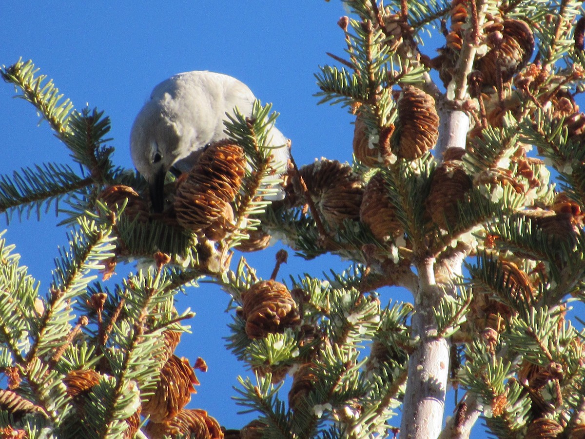 Clark's Nutcracker - ML527575001