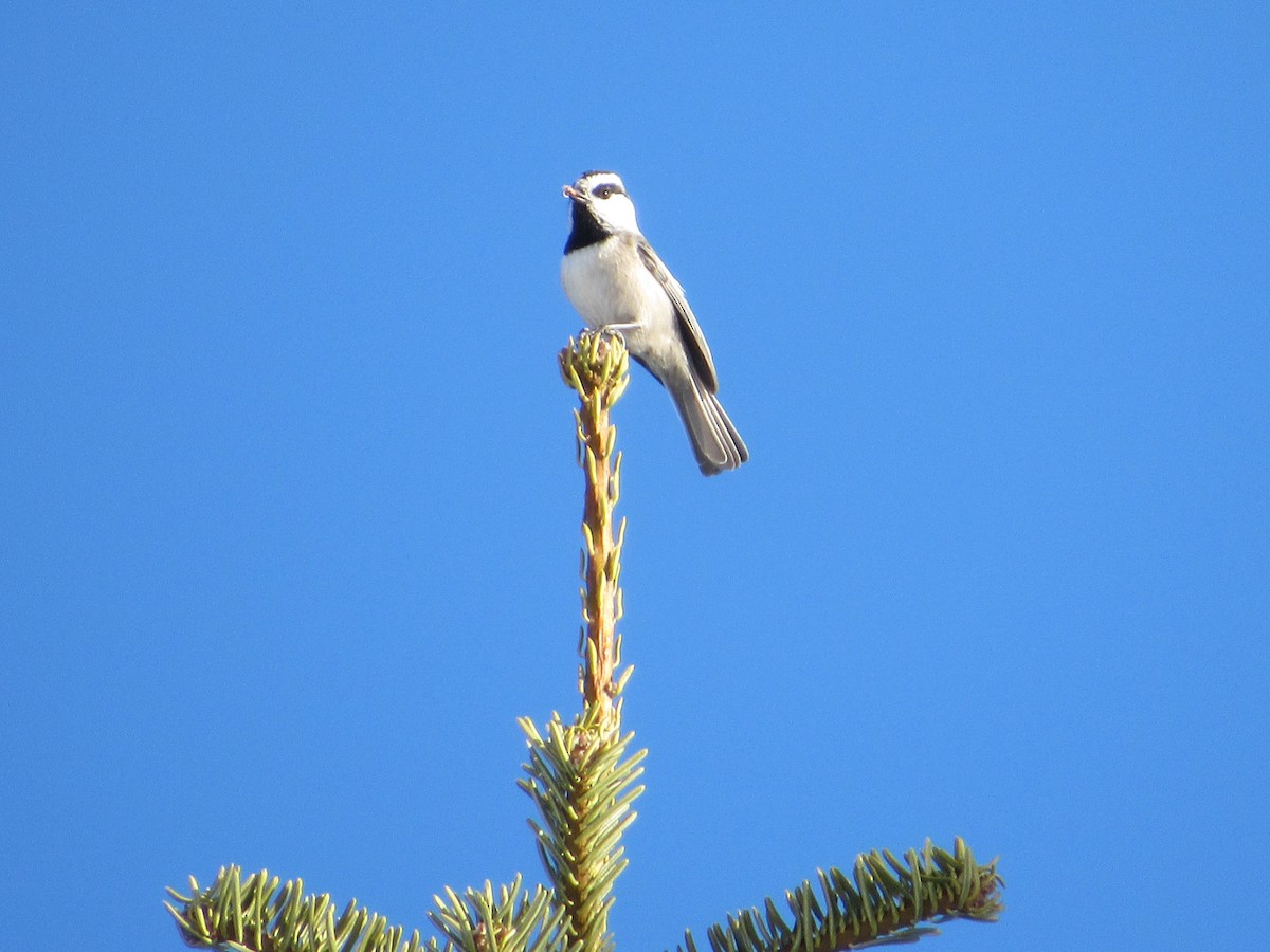 Mountain Chickadee - ML527575081