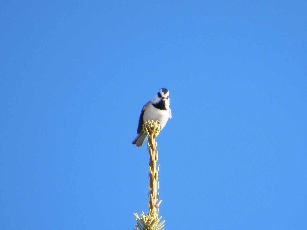 Mountain Chickadee - ML527575091