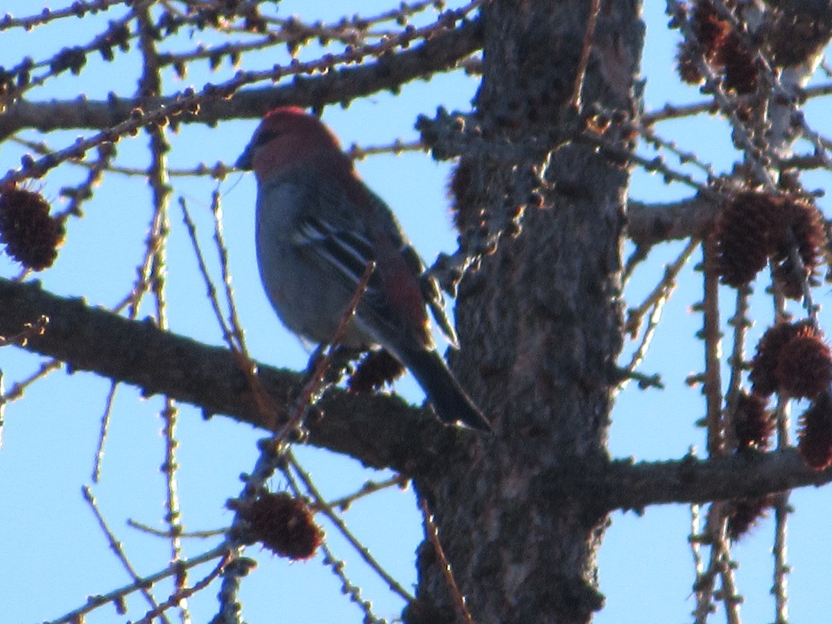 Pine Grosbeak - Abby Haight